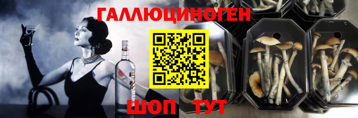 Псилоцибиновые грибы Psilocybe  Вход с VPN  Мценск 